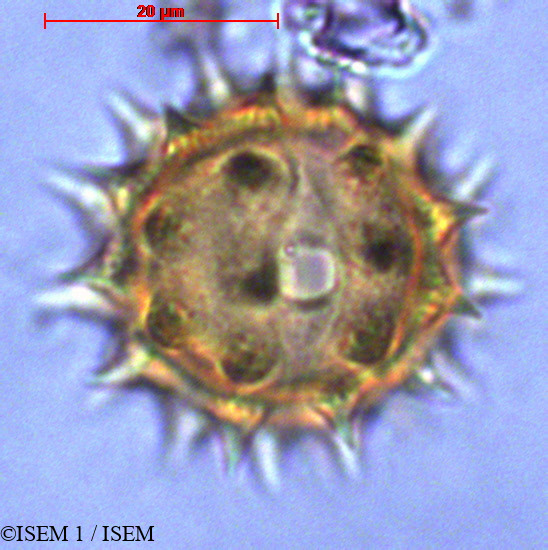 ISEM 1/Espeletia_picnophylla_29037/Espeletia_picnophylla_29037_0003(copy).jpg